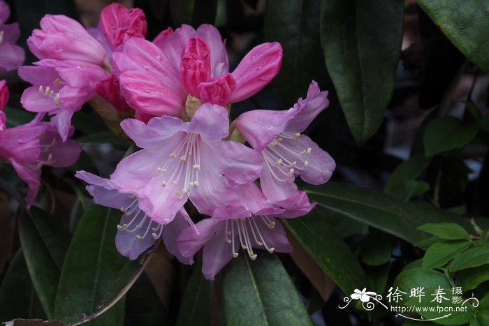 团花杜鹃Rhododendron heptamerum