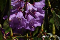 凉山杜鹃Rhododendron huianum