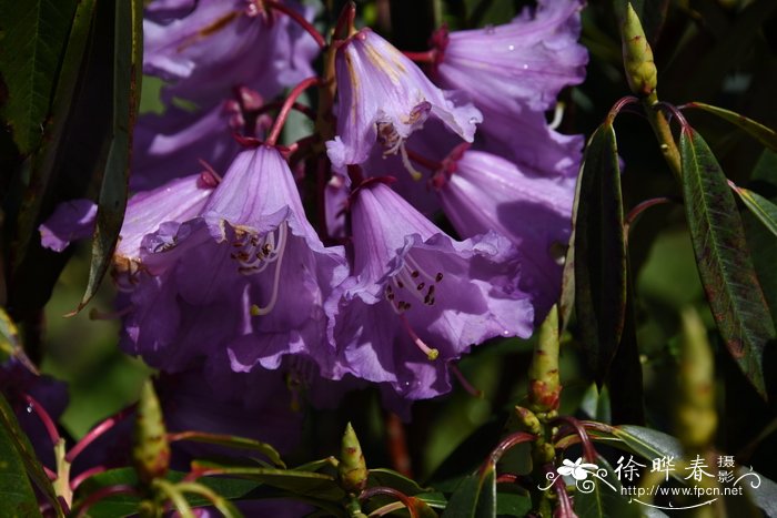 凉山杜鹃Rhododendron huianum