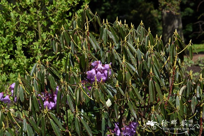 凉山杜鹃Rhododendron huianum