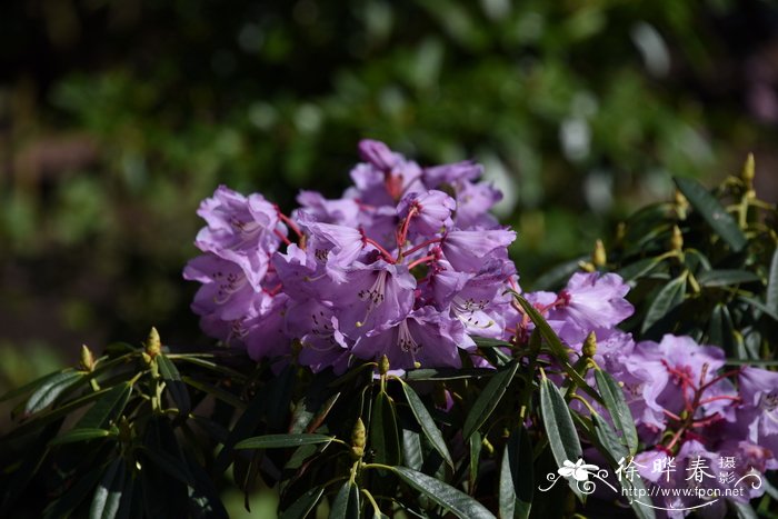凉山杜鹃Rhododendron huianum