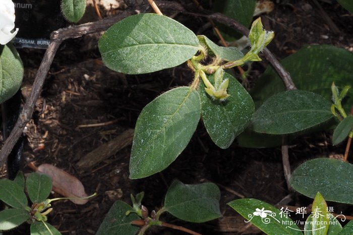 约翰斯顿杜鹃花Rhododendron johnstoneanum