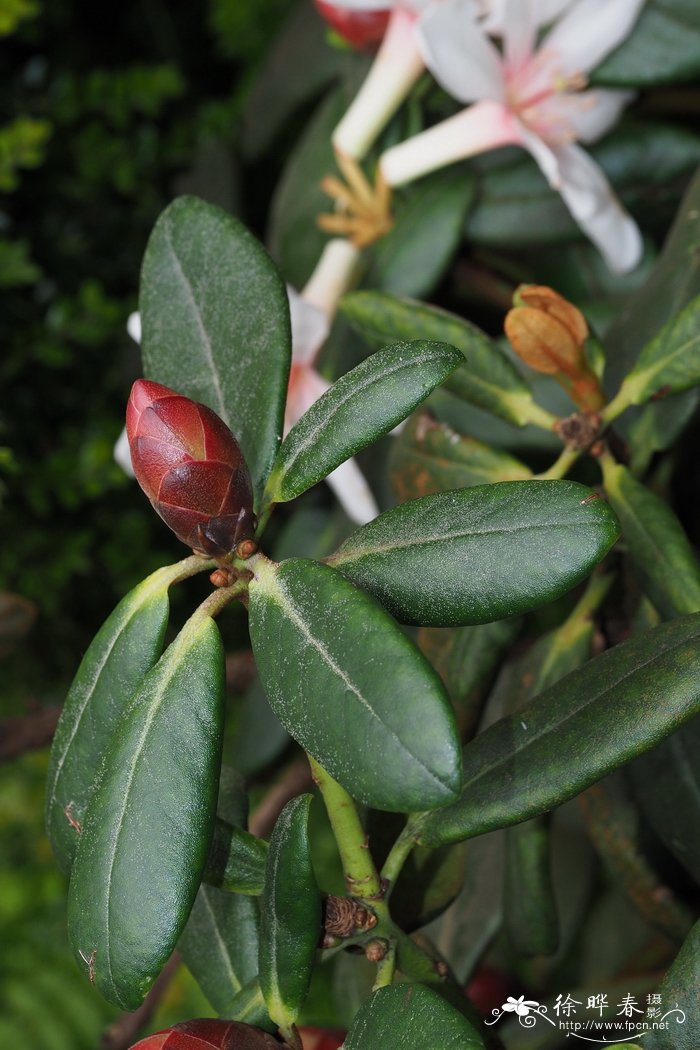 褐叶杜鹃Rhododendron konori var. phaeopeplum