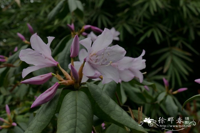 鹿角杜鹃 Rhododendron latoucheae