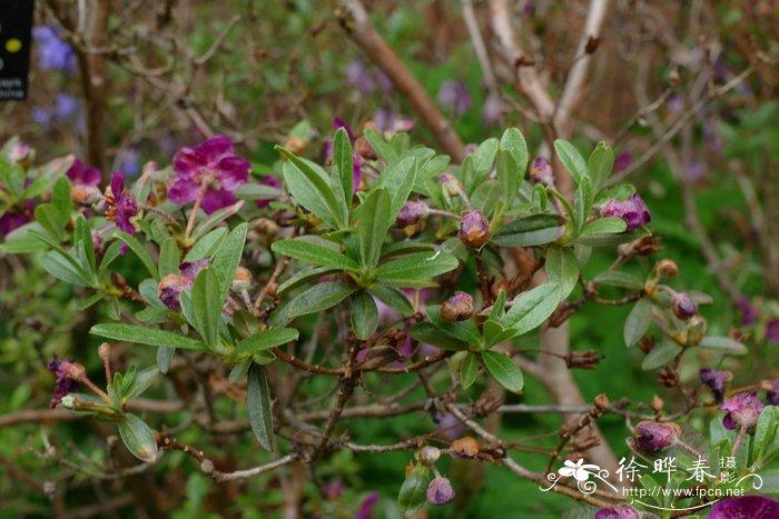 鳞腺杜鹃Rhododendron lepidotum