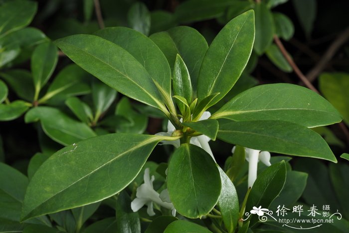 桑寄生叶杜鹃Rhododendron loranthiflorum