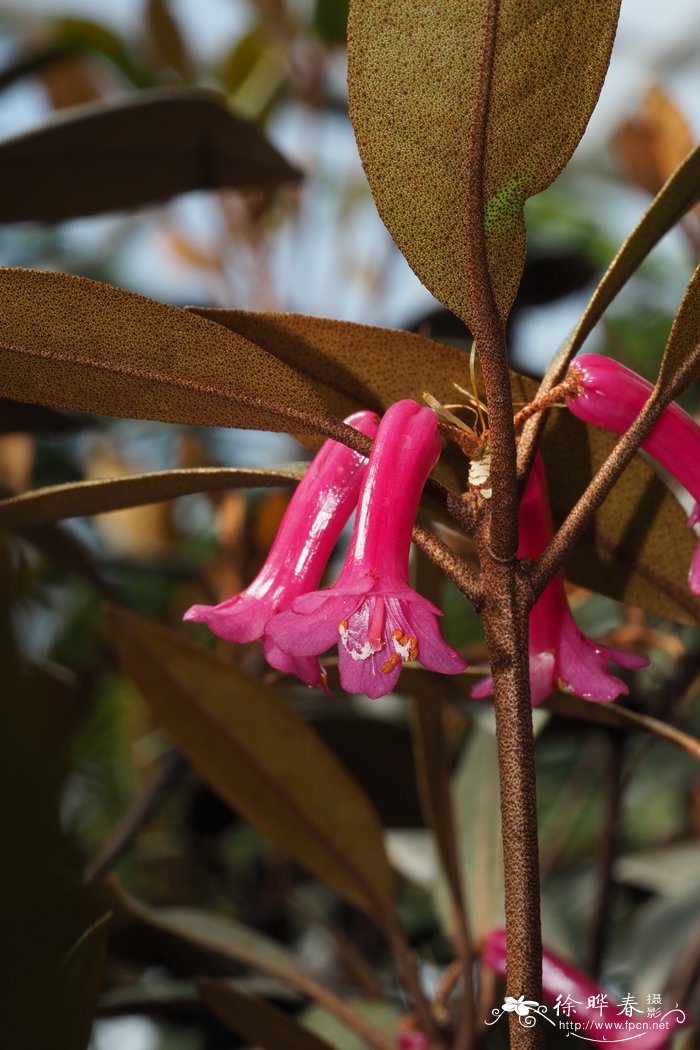 马来杜鹃Rhododendron malayanum