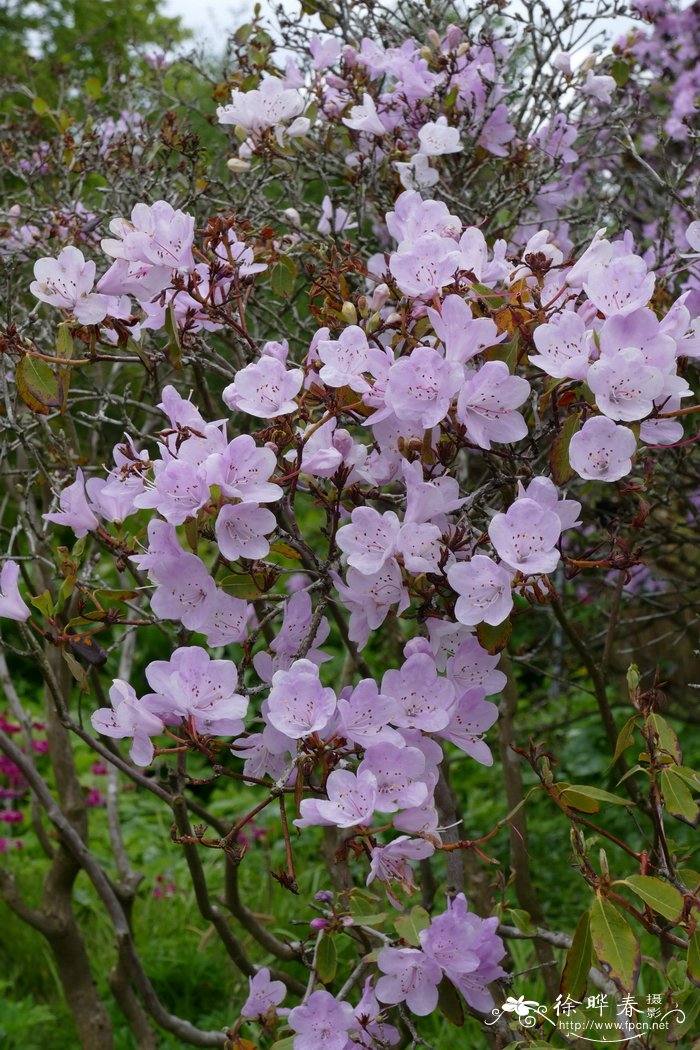 山育杜鹃Rhododendron oreotrephes