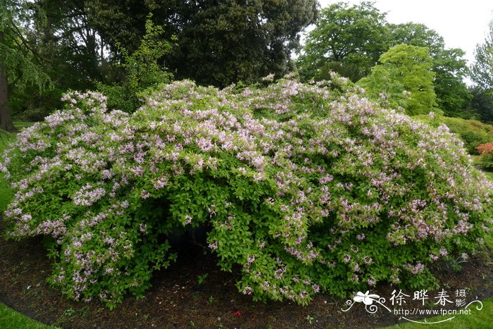 粉红杜鹃Rhododendron periclymenoides
