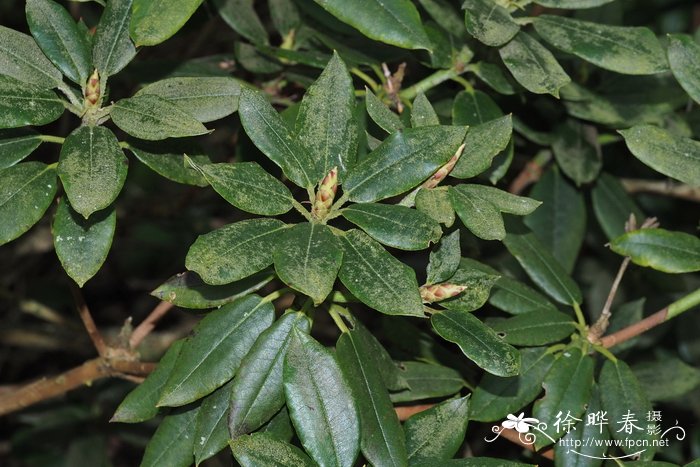 阿里山杜鹃Rhododendron pseudochrysanthum