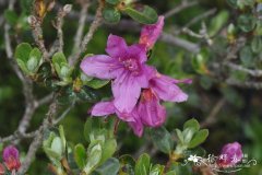 平卧怒江杜鹃Rhododendron saluenense subsp. chameunum