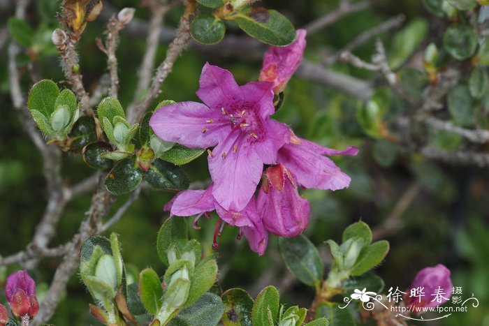 平卧怒江杜鹃Rhododendron saluenense subsp. chameunum