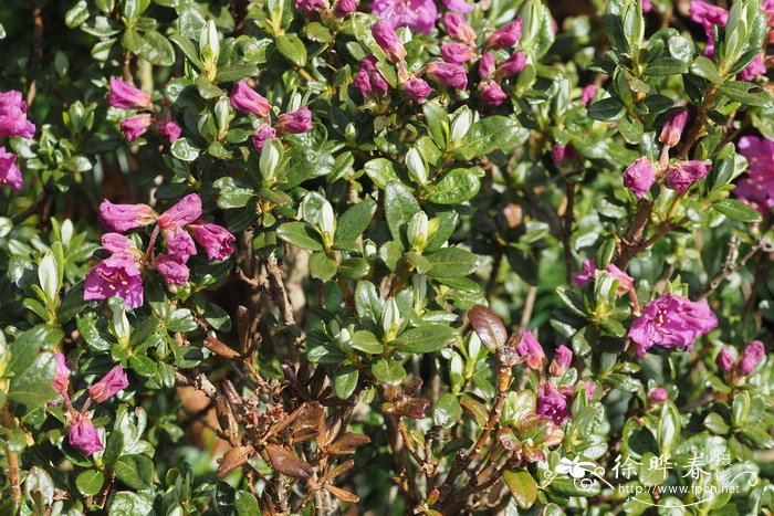怒江杜鹃Rhododendron saluenense