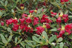 变色血红杜鹃Rhododendron sanguineum subsp. didymoides