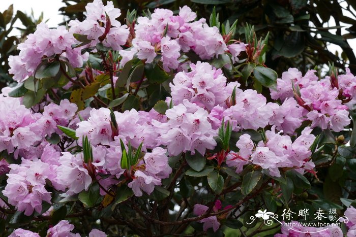 粉背多变杜鹃Rhododendron selense subsp. jucundum