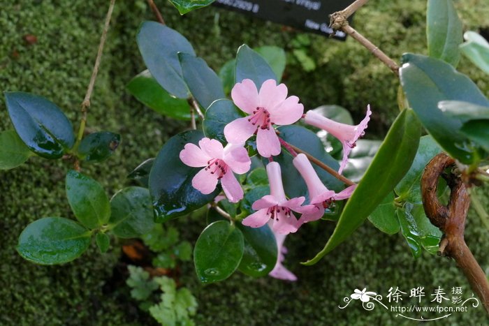 史蒂文森杜鹃Rhododendron stevensianum