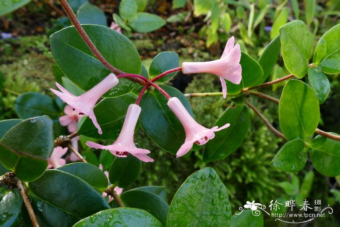 史蒂文森杜鹃Rhododendron stevensianum