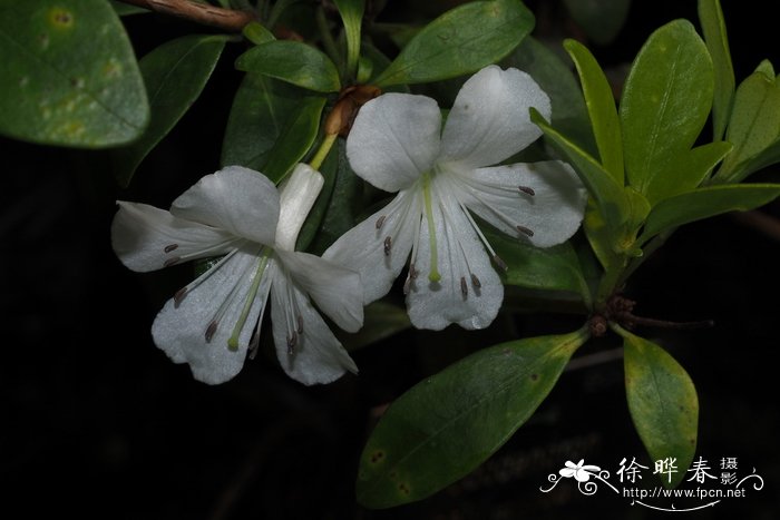 维达尔杜鹃Rhododendron vidalii