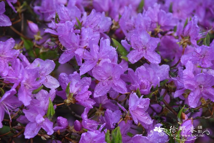 东国三叶杜鹃Rhododendron wadanum