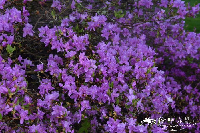 东国三叶杜鹃Rhododendron wadanum