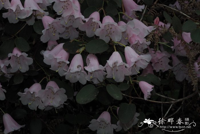 圆叶杜鹃Rhododendron williamsianum