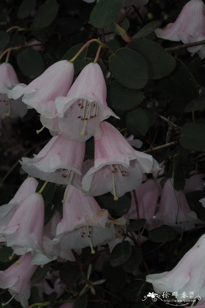 圆叶杜鹃Rhododendron williamsianum