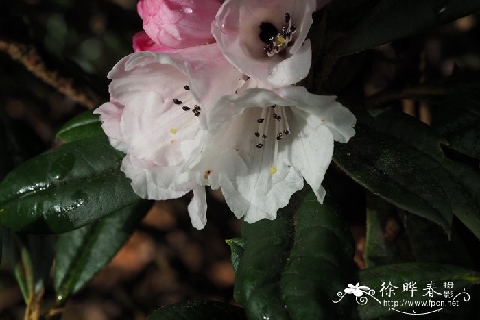 皱皮杜鹃Rhododendron wiltonii