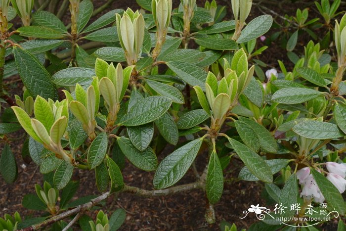 皱皮杜鹃Rhododendron wiltonii