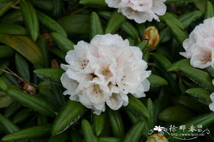 '雪绒花'屋久杜鹃Rhododendron yakushimanum 'Edelweiss'
