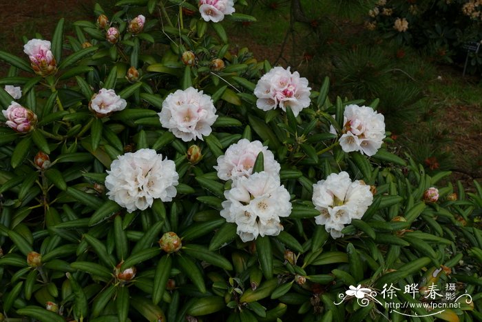 '雪绒花'屋久杜鹃Rhododendron yakushimanum 'Edelweiss'