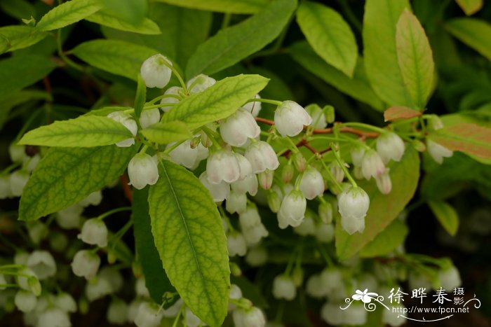 ‘树莓’白铃木 Zenobia pulverulenta ‘Raspberry Ripple’