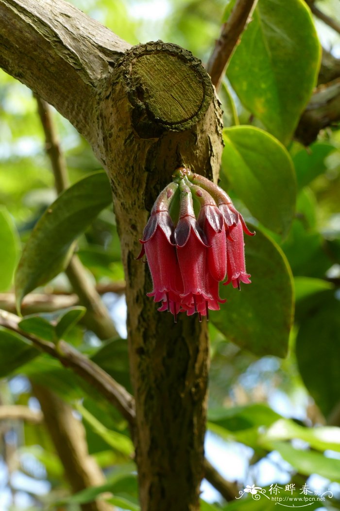 萨氏蜂鸟花Macleania salapa