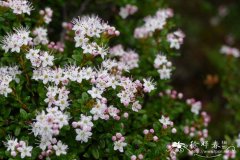 黄杨叶石南 Leiophyllum buxifolium
