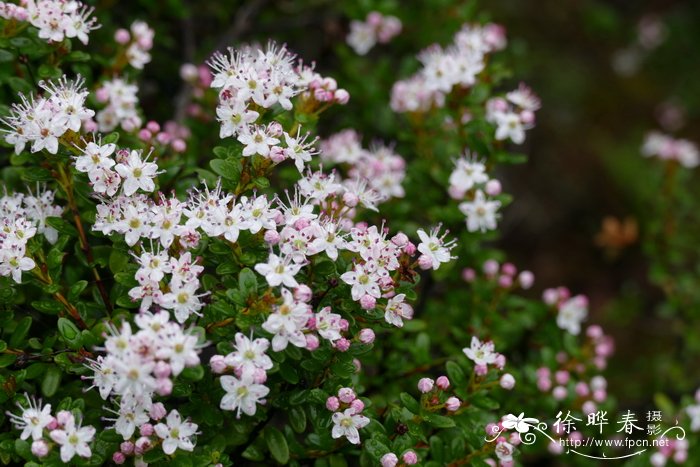 黄杨叶石南 Leiophyllum buxifolium