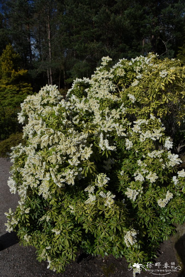 屋久马醉木Pieris japonica var. yakushimensis