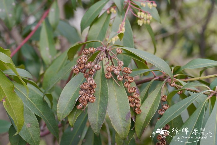 马醉木Pieris japonica