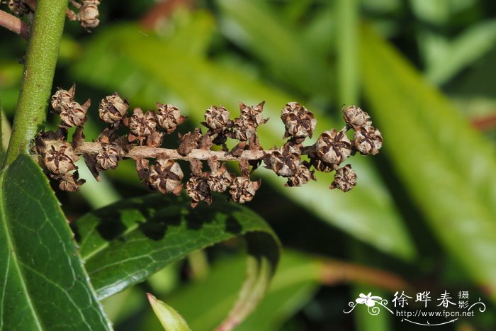 长叶木藜芦Leucothoe fontanesiana