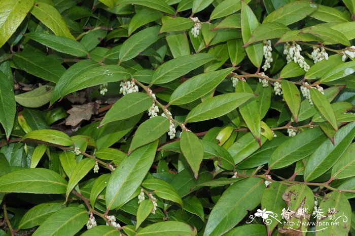 长叶木藜芦Leucothoe fontanesiana