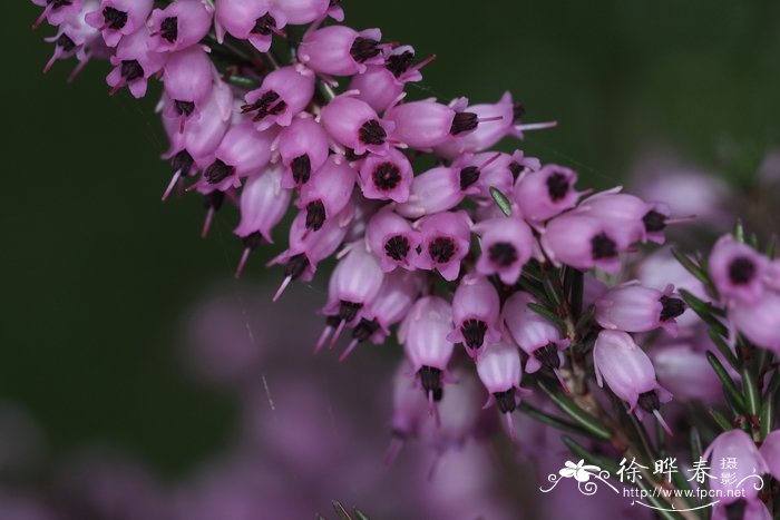 ŷʯerica carnea
