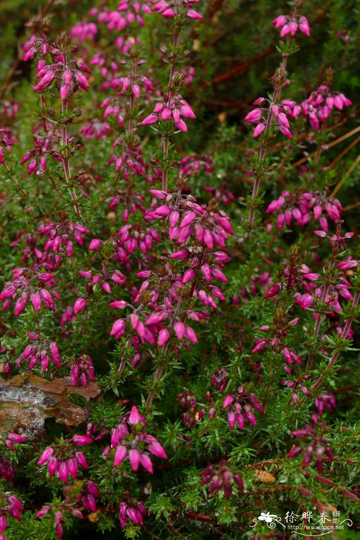 紫花欧石南Erica cinerea