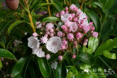 山月桂Kalmia latifolia