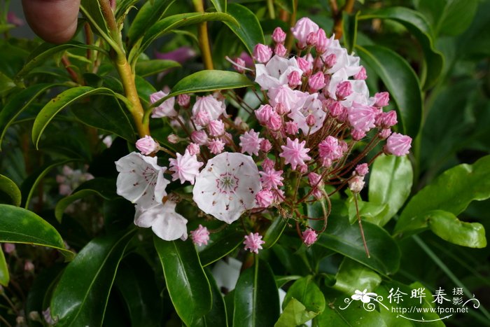 山月桂Kalmia latifolia