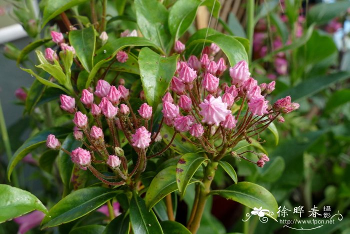 山月桂Kalmia latifolia