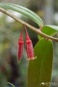 环萼树萝卜Agapetes brandisiana
