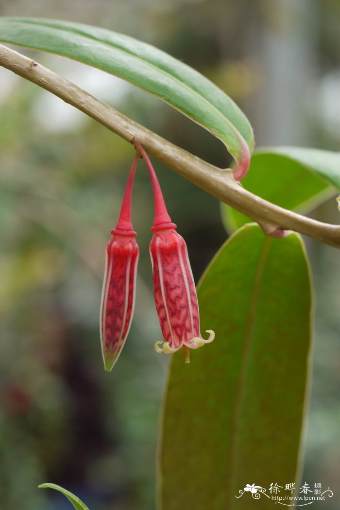 环萼树萝卜Agapetes brandisiana