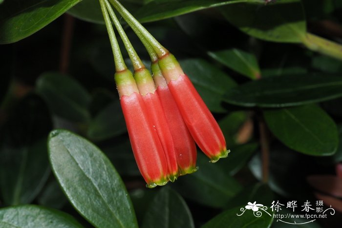 红花树萝卜Agapetes hosseana