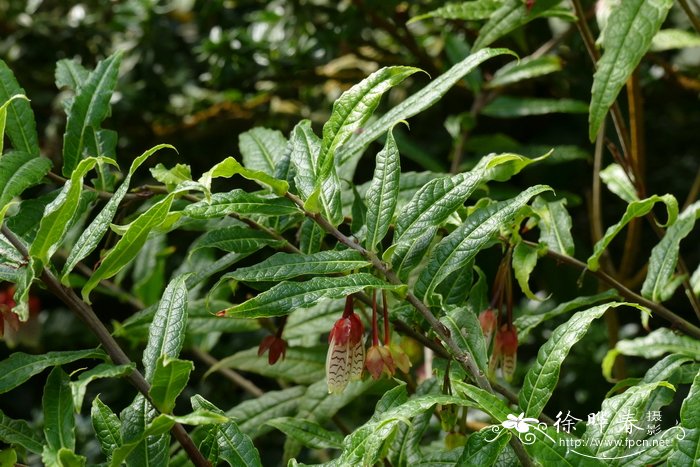 皱叶树萝卜Agapetes incurvata