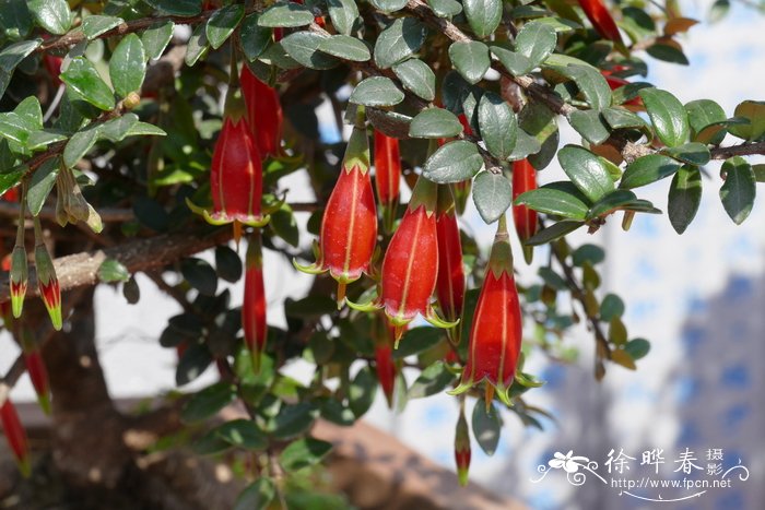 深红树萝卜Agapetes lacei
