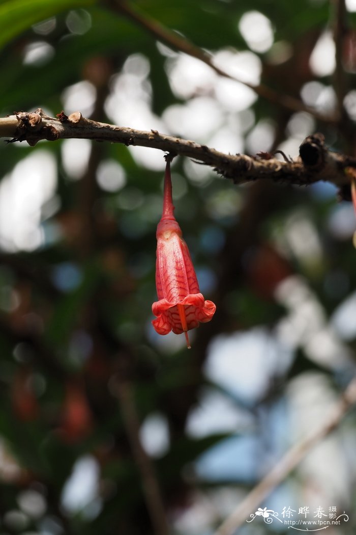齿棱树萝卜Agapetes odontocera