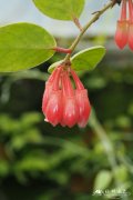 拟树萝卜Agapetes scortechinii